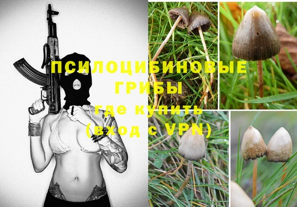 прущие грибы Медногорск
